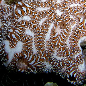 Ascidian Colony