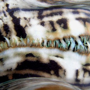 Giant Clam Vent