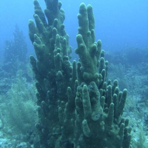 Pillar Coral