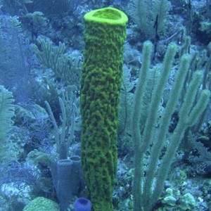 Tube_Sponge