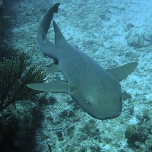 Stradled Shark