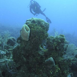 Belize Diver