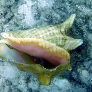Conch on Davy Crocker Reef
