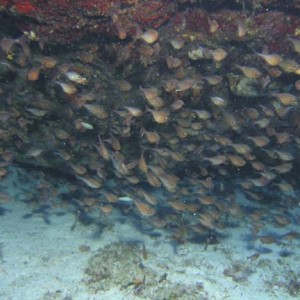 Fish Swarm