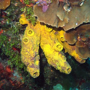 Sponge in Cozumel