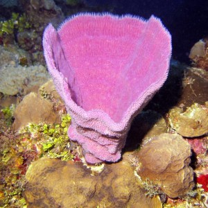 Sponge in Cozumel