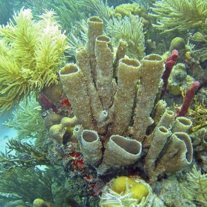 Sponge in Guanaja