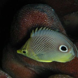 4-Eyed Butterfly: Little Cayman