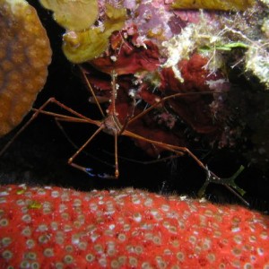 Arrow Crab: Little Cayman