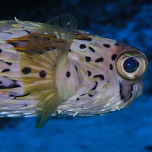 BalloonFish