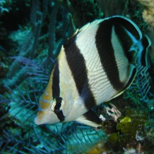 Banded Butterfly