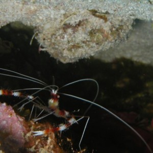 BarberPole Shrimp