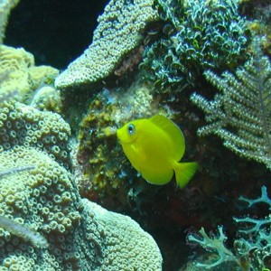 Juvenile Blue Tang