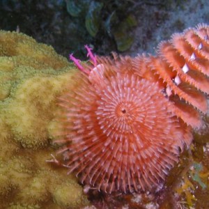 ChristmasTree Worm