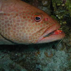 Tiger Grouper at Cleaning Station