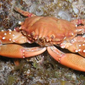 Crab