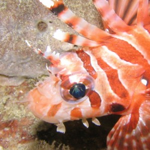 Lionfish's Close-up