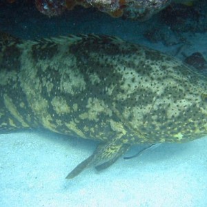 Goliath Grouper (Jewfish)