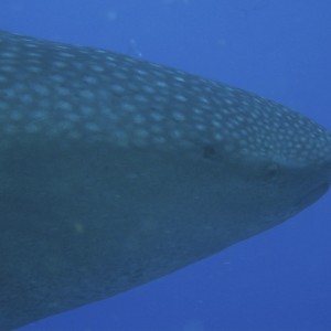 Whale Shark head