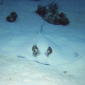 Southern Stingray