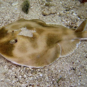 Electric Ray