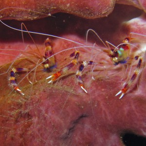 Banded Coral Shrimp