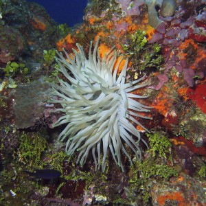 Anemone