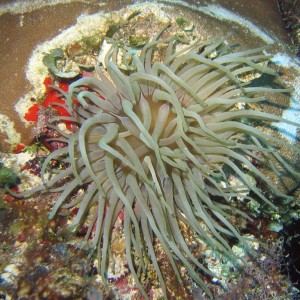 Anemone