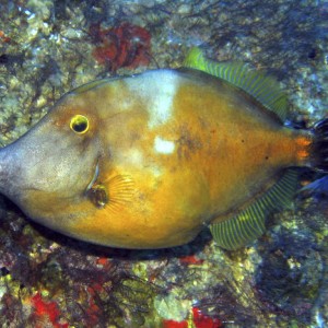 Filefish