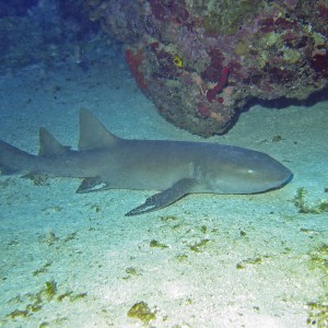 Nurse Shark