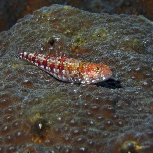 Redstripe Lizardfish