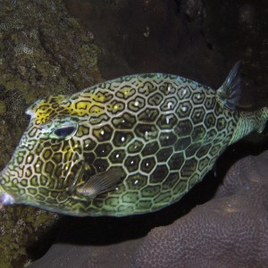 Trunkfish