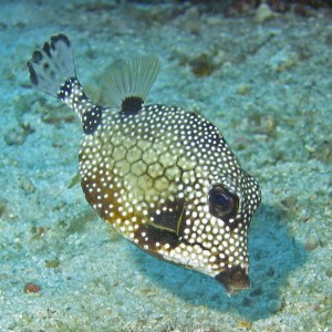 Trunkfish