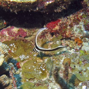 Juvenile Spotted Drum