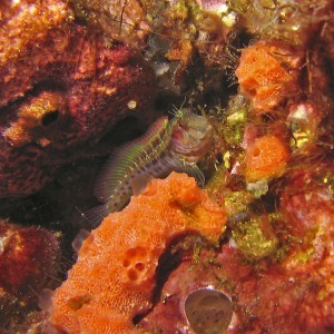 Blenny