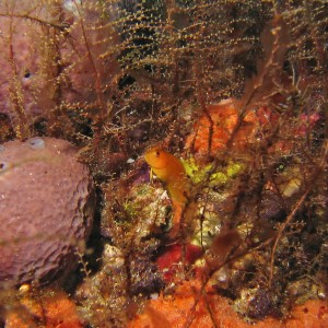 Blenny