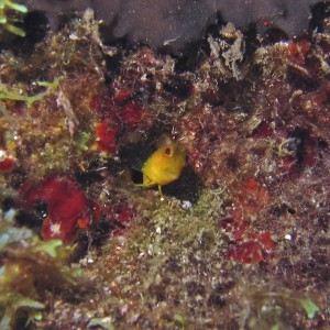 Blenny