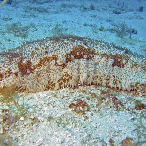 Sea Cucumber