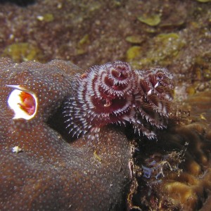 Tube Worms