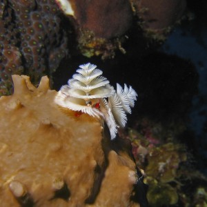 Tube Worms