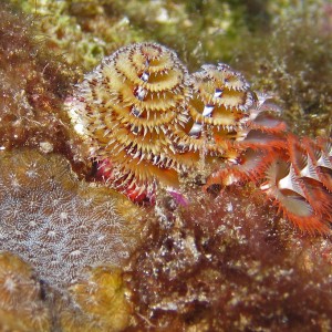 Tube Worms