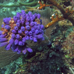 Bluebell Tunicates