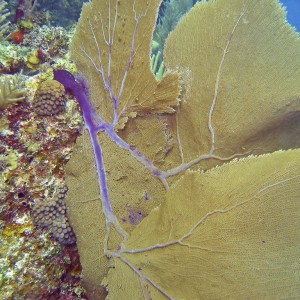 Fan Coral