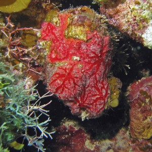 Coral