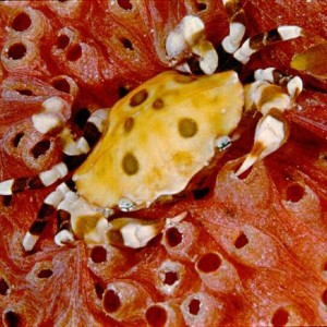 tiny crab on sea cucumber