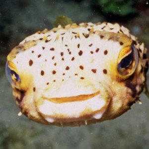 Puffer smile