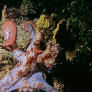 Octopus