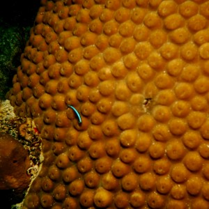 neon goby on coral