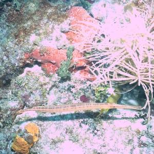 trumpet fish