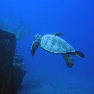 Sea turtle next to the San Pedro